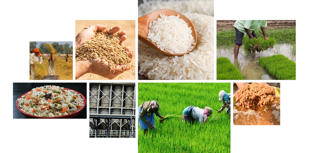 We carefully screen every paddy procurement gallery